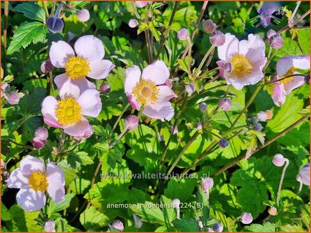 Anemone hupehensis | Herfstanemoon, Japanse anemoon, Chinese herfstanemoon, Anemoon | Herbstanemone | Japanese Anemone