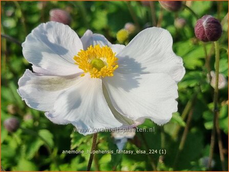 Anemone hupehensis &#039;Fantasy Elsa&#039; | Herfstanemoon, Japanse anemoon, Chinese herfstanemoon, Anemoon | Herbstanemone | 