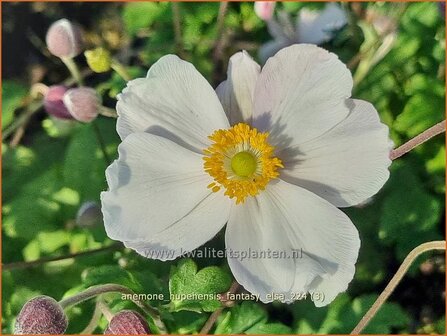 Anemone hupehensis &#039;Fantasy Elsa&#039; | Herfstanemoon, Japanse anemoon, Chinese herfstanemoon, Anemoon | Herbstanemone | 