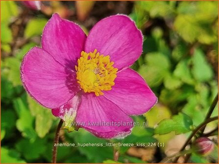 Anemone hupehensis &#039;Little Breeze Kiss&#039; | Herfstanemoon, Japanse anemoon, Chinese herfstanemoon, Anemoon | Herbstanem