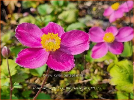 Anemone hupehensis &#039;Little Breeze Kiss&#039; | Herfstanemoon, Japanse anemoon, Chinese herfstanemoon, Anemoon | Herbstanem