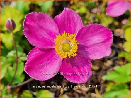 Anemone hupehensis &#039;Little Breeze Kiss&#039; | Herfstanemoon, Japanse anemoon, Chinese herfstanemoon, Anemoon | Herbstanem