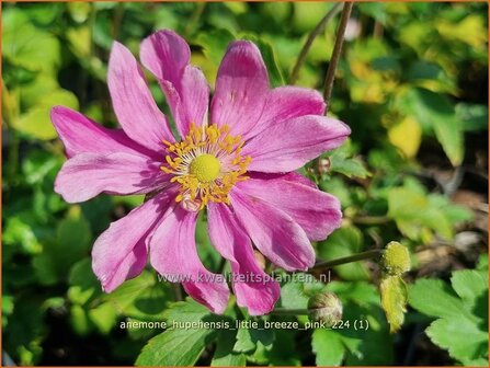 Anemone hupehensis &#039;Little Breeze Pink&#039; | Herfstanemoon, Japanse anemoon, Chinese herfstanemoon, Anemoon | Herbstanem