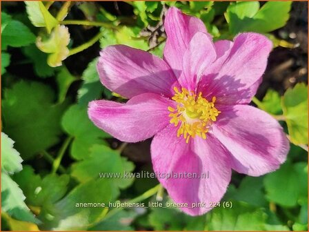 Anemone hupehensis &#039;Little Breeze Pink&#039; | Herfstanemoon, Japanse anemoon, Chinese herfstanemoon, Anemoon | Herbstanem