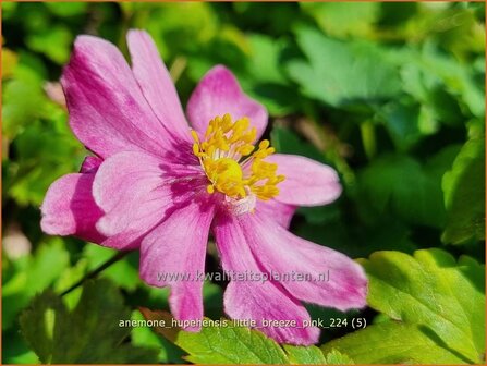 Anemone hupehensis &#039;Little Breeze Pink&#039; | Herfstanemoon, Japanse anemoon, Chinese herfstanemoon, Anemoon | Herbstanem