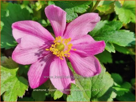 Anemone hupehensis &#039;Little Breeze Pink&#039; | Herfstanemoon, Japanse anemoon, Chinese herfstanemoon, Anemoon | Herbstanem