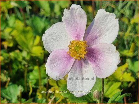 Anemone hybrida &#039;Regal Swan&#039; | Herfstanemoon, Japanse anemoon, Anemoon | Herbstanemone | Japanese Anemone