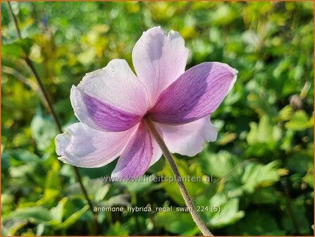 Anemone hybrida &#039;Regal Swan&#039; | Herfstanemoon, Japanse anemoon, Anemoon | Herbstanemone | Japanese Anemone