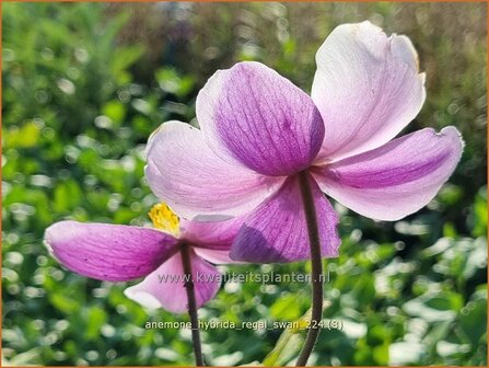 Anemone hybrida &#039;Regal Swan&#039; | Herfstanemoon, Japanse anemoon, Anemoon | Herbstanemone | Japanese Anemone