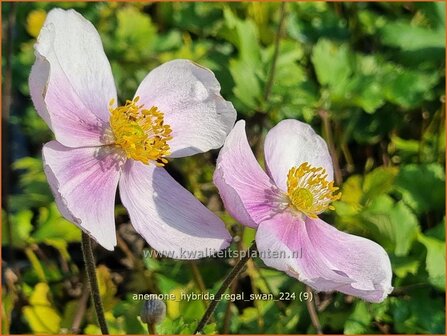 Anemone hybrida &#039;Regal Swan&#039; | Herfstanemoon, Japanse anemoon, Anemoon | Herbstanemone | Japanese Anemone