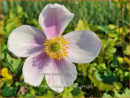 Anemone hybrida &#039;Regal Swan&#039; | Herfstanemoon, Japanse anemoon, Anemoon | Herbstanemone | Japanese Anemone