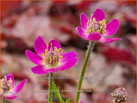 Anemone multifida &#039;Annabella Deep Rose&#039; | Anemoon | Fr&uuml;hsommer-Windr&ouml;schen | Rocky Mountain Windflower