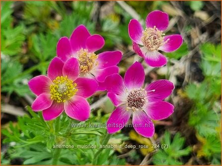 Anemone multifida &#039;Annabella Deep Rose&#039; | Anemoon | Fr&uuml;hsommer-Windr&ouml;schen | Rocky Mountain Windflower