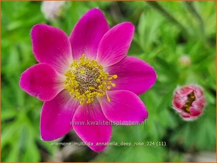 Anemone multifida &#039;Annabella Deep Rose&#039; | Anemoon | Fr&uuml;hsommer-Windr&ouml;schen | Rocky Mountain Windflower