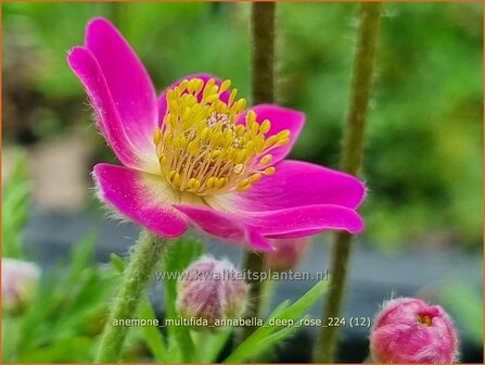 Anemone multifida &#039;Annabella Deep Rose&#039; | Anemoon | Fr&uuml;hsommer-Windr&ouml;schen | Rocky Mountain Windflower