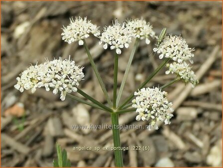 Angelica sp. (ex Portugal) | Engelwortel | Engelwurz | Archangel