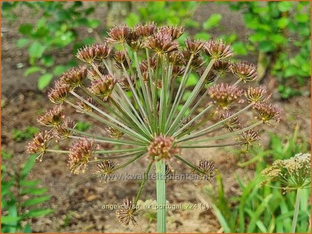 Angelica sp. (ex Portugal) | Engelwortel | Engelwurz | Archangel