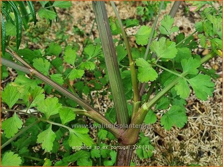 Angelica sp. (ex Portugal) | Engelwortel | Engelwurz | Archangel