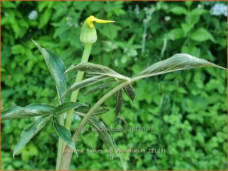 Arisaema flavum var. abbreviatum | Jan op de Preekstoel, Drakenvuurkorf, Cobralelie | Gelbbl&uuml;hender Feuerkolben | Yellow Chine