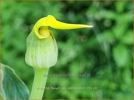 Arisaema flavum var. abbreviatum | Jan op de Preekstoel, Drakenvuurkorf, Cobralelie | Gelbbl&uuml;hender Feuerkolben | Yellow Chine