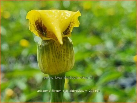 Arisaema flavum var. abbreviatum | Jan op de Preekstoel, Drakenvuurkorf, Cobralelie | Gelbbl&uuml;hender Feuerkolben | Yellow Chine