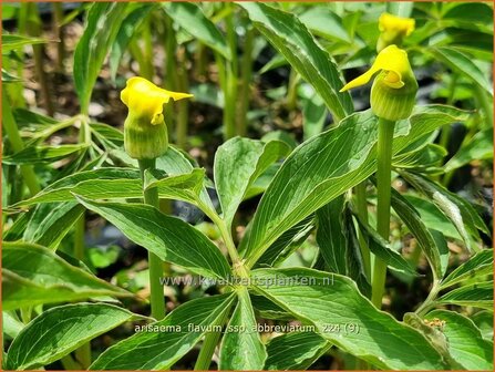 Arisaema flavum var. abbreviatum | Jan op de Preekstoel, Drakenvuurkorf, Cobralelie | Gelbbl&uuml;hender Feuerkolben | Yellow Chine