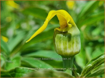 Arisaema flavum var. abbreviatum | Jan op de Preekstoel, Drakenvuurkorf, Cobralelie | Gelbbl&uuml;hender Feuerkolben | Yellow Chine