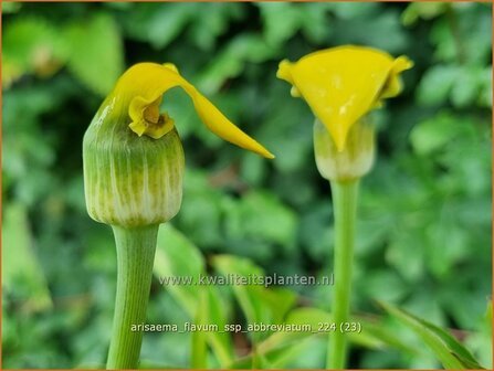 Arisaema flavum var. abbreviatum | Jan op de Preekstoel, Drakenvuurkorf, Cobralelie | Gelbbl&uuml;hender Feuerkolben | Yellow Chine