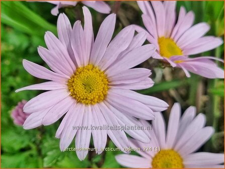 Arctanthemum arcticum &#039;Roseum&#039; | Groenlandmargriet | Gr&ouml;nlandmargerite | Arctic Chrysanthemum