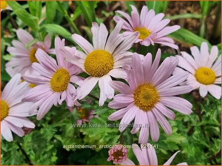 Arctanthemum arcticum &#039;Roseum&#039; | Groenlandmargriet | Gr&ouml;nlandmargerite | Arctic Chrysanthemum