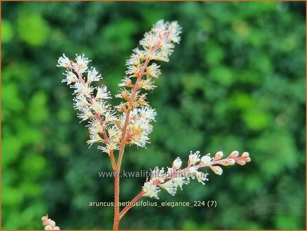 Aruncus aethusifolius &#039;Elegance&#039; | Kleine geitenbaard, Geitenbaard | Kleiner Gei&szlig;bart | Dwarf Goat&#039;s Beard