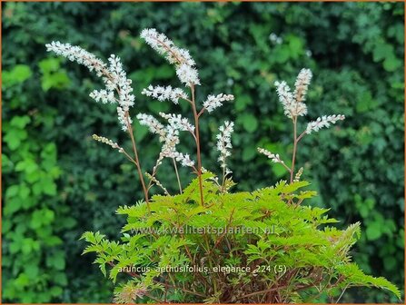 Aruncus aethusifolius &#039;Elegance&#039; | Kleine geitenbaard, Geitenbaard | Kleiner Gei&szlig;bart | Dwarf Goat&#039;s Beard