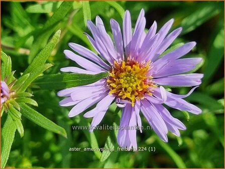 Aster amethystinus &#039;Freiburg&#039; | Aster | Kleinbl&uuml;tige Herbst-Aster | Amethyst Aster