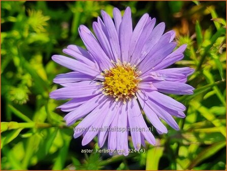 Aster &#039;Herbstpurzel&#039; | Aster | Aster | Aster