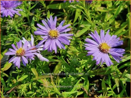 Aster &#039;Herbstpurzel&#039; | Aster | Aster | Aster