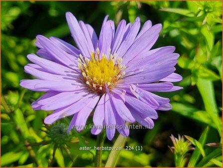 Aster &#039;Herbstpurzel&#039; | Aster | Aster | Aster