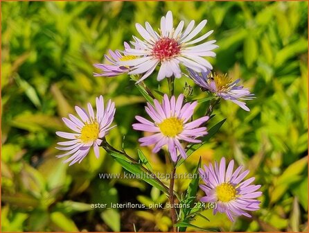 Aster lateriflorus &#039;Pink Buttons&#039; | Kleinbloemige aster, Aster | Waagerechte Herbst-Aster | Calico Aster