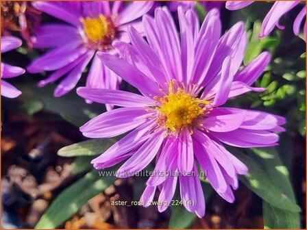 Aster &#039;Rosa Zwerg&#039; | Aster | Aster | Aster