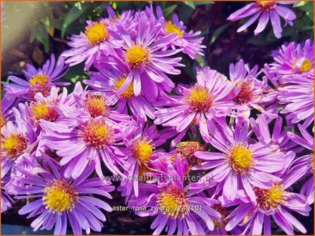 Aster &#039;Rosa Zwerg&#039; | Aster | Aster | Aster