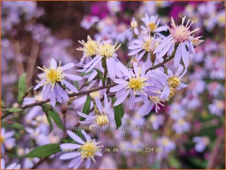 Aster spectabilis &#039;Ile de Montreal&#039; | Prachtaster, Aster | Prachtaster | Eastern Showy Aster