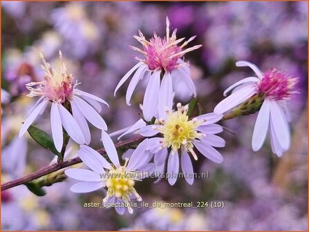 Aster spectabilis &#039;Ile de Montreal&#039; | Prachtaster, Aster | Prachtaster | Eastern Showy Aster