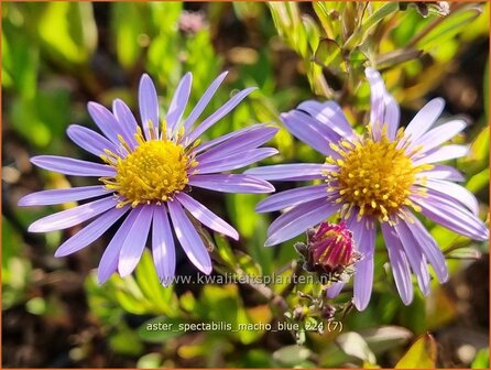 Aster spectabilis &#039;Macho Blue&#039; | Prachtaster, Aster | Prachtaster | Eastern Showy Aster