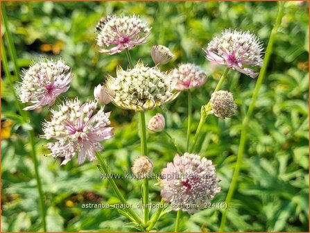 Astrantia major &#039;Diamonds Soft Pink&#039; | Zeeuws knoopje, Groot sterrenscherm | Gro&szlig;e Sterndolde | Greater Masterwort