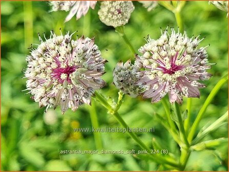 Astrantia major &#039;Diamonds Soft Pink&#039; | Zeeuws knoopje, Groot sterrenscherm | Gro&szlig;e Sterndolde | Greater Masterwort