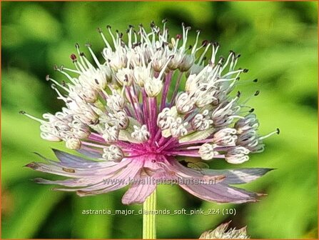 Astrantia major &#039;Diamonds Soft Pink&#039; | Zeeuws knoopje, Groot sterrenscherm | Gro&szlig;e Sterndolde | Greater Masterwort