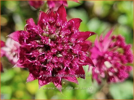 Astrantia major &#039;Night Owl&#039; | Zeeuws knoopje, Groot sterrenscherm | Gro&szlig;e Sterndolde | Greater Masterwort