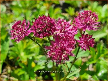 Astrantia major &#039;Night Owl&#039; | Zeeuws knoopje, Groot sterrenscherm | Gro&szlig;e Sterndolde | Greater Masterwort