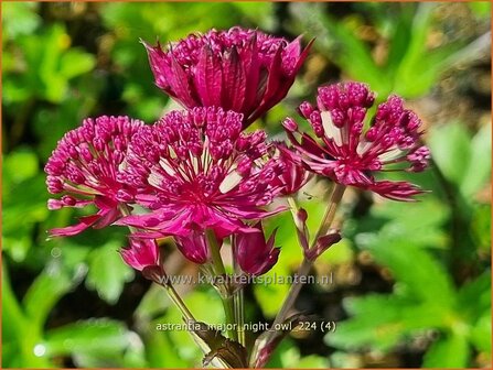 Astrantia major &#039;Night Owl&#039; | Zeeuws knoopje, Groot sterrenscherm | Gro&szlig;e Sterndolde | Greater Masterwort