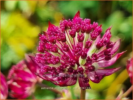 Astrantia major &#039;Night Owl&#039; | Zeeuws knoopje, Groot sterrenscherm | Gro&szlig;e Sterndolde | Greater Masterwort