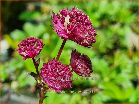 Astrantia major &#039;Night Owl&#039; | Zeeuws knoopje, Groot sterrenscherm | Gro&szlig;e Sterndolde | Greater Masterwort